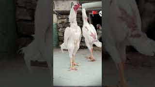 White shamoo"/...🎶🥵 #aseelmurga #aseelmurga #aseelmurga #birds