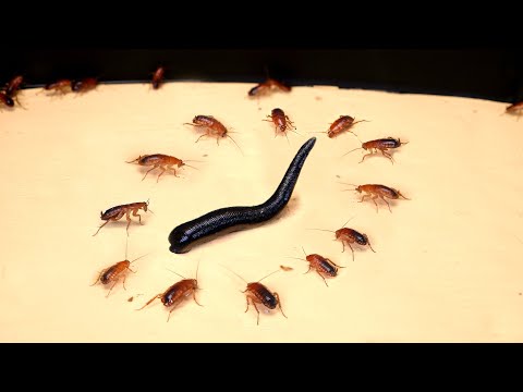 Видео: Разница между азиатским тараканом и немецким тараканом