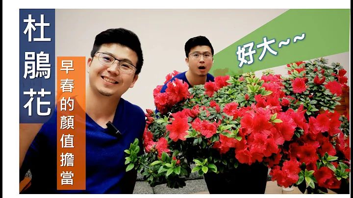 杜鹃花~台湾到处可见的早春颜值担当，但总是种不好吗~这支影片简单介绍花期照料的一些小技巧，希望你会喜欢。#杜鹃花#花季#杜鹃花花季#伊恩爱种花#Azalea - 天天要闻
