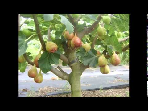 Video Khasiat buah pokok tin