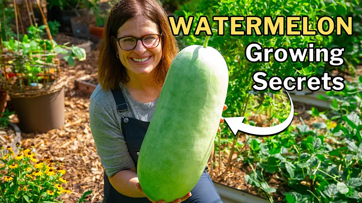 WATERMELON GROWING GUIDE: From Seed to Harvest