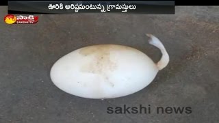 An Egg With A Tail In West Godavari District - Watch Exclusive