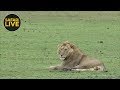 safariLIVE - Sunrise Safari - December 14, 2018