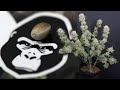 Cannabis Timelapse Seed to Harvest: Gorilla Girl XL Auto