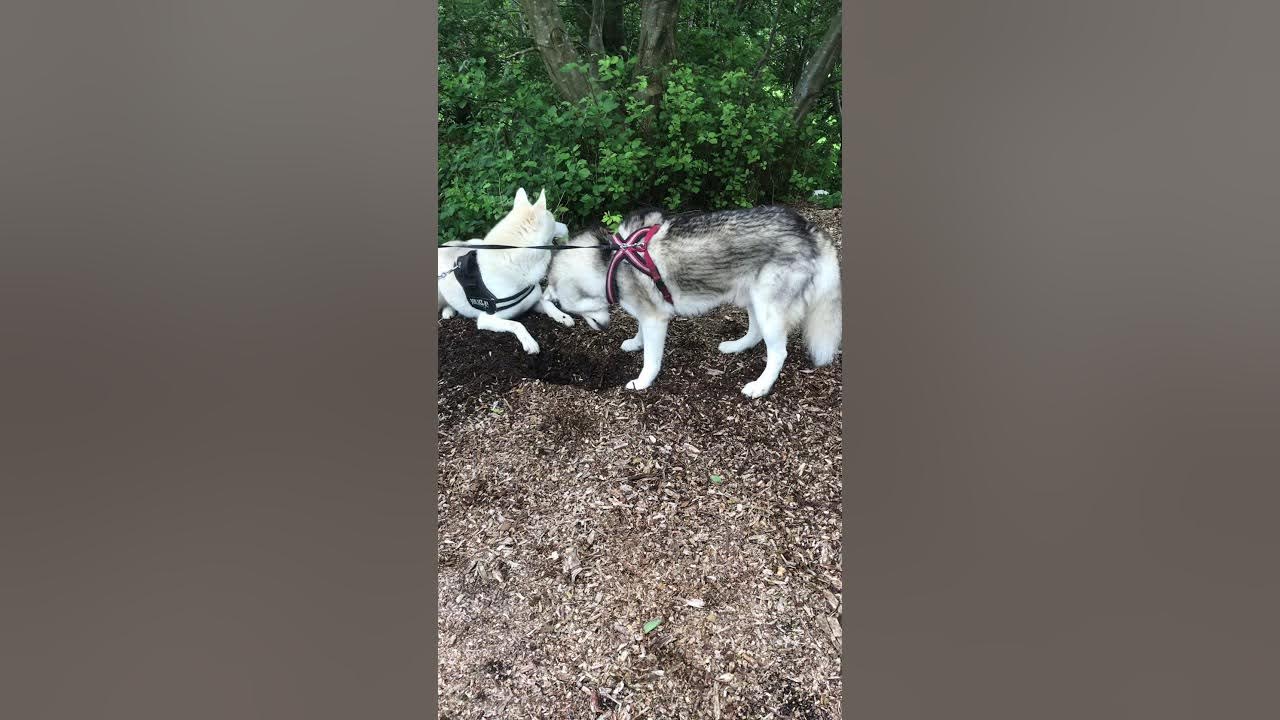 Huskies digging part one YouTube