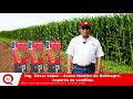 Semillas de maíz para zona del pacífico | DEKALB® | Bayer®