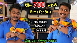 ரூ.700 முதல் Birds For Sale | Sun Conure,Cockatiel, African Love Birds | Vino Vlogs