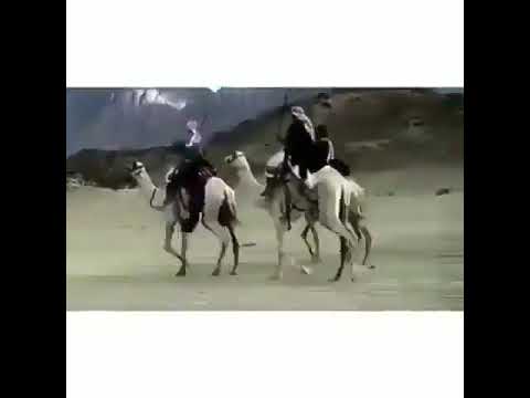 على الطبيعه والعاده راعي البل يشد شداده