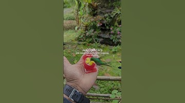 #رعد الكردي | سورة الأنعام _ الأية 165