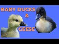 Raising Ducks and Geese Together - Brooder Setup