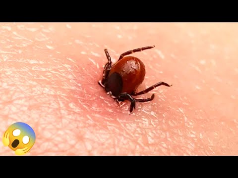 7 សត្វល្អិតដែលគ្រោះថ្នាក់បំផុត, 7 Dengerous bugs on the world