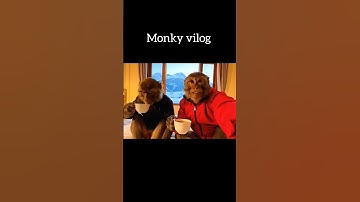 monkey vlog 🤣 #ai #funny #shortvideo #shorts
