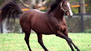 Unbridled Tribute