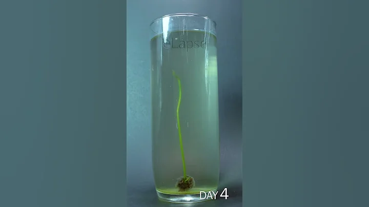 Lotus Seed Sprouting Underwater Time Lapse - DayDayNews