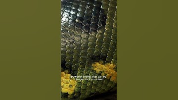 Closeup shooting of boa anaconda with head