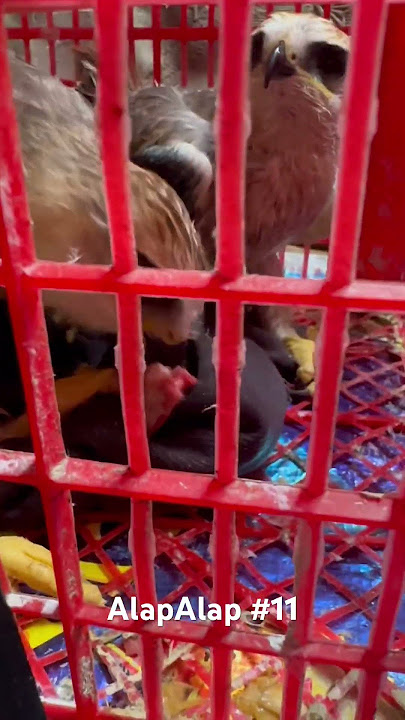 Burung Alap-Alap bag. 11 #burung #alapalap #makan
