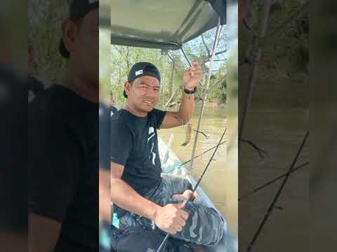 mancing udang galah(jenggo) sg teluk anson(teluk intan)