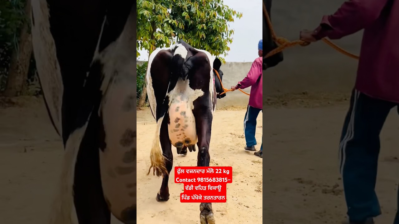 ਫੁੱਲ ਵਜ਼ਨਦਾਰ ਮੱਲੋ 22 kg ਬੋਹਲਾ Contact 9815683815–ਵੱਡੀ ਵਹਿੜ ਵਿਕਾਊ ਪਿੰਡ ਪੱਖੋਕੇ/  #rajsandhufarming