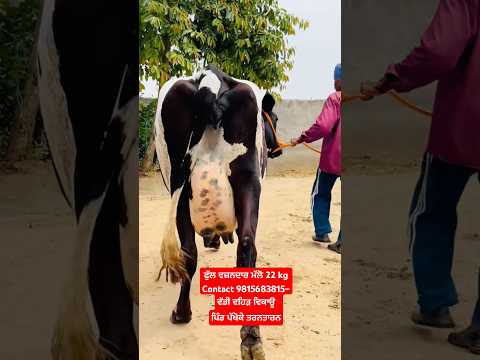 ਫੁੱਲ ਵਜ਼ਨਦਾਰ ਮੱਲੋ 22 kg ਬੋਹਲਾ Contact 9815683815–ਵੱਡੀ ਵਹਿੜ ਵਿਕਾਊ ਪਿੰਡ ਪੱਖੋਕੇ/  #rajsandhufarming