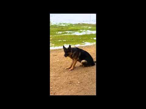 Video: Pneimonija (aspirācija) Suņiem
