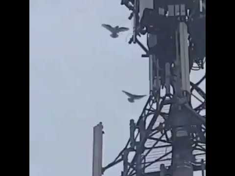 Birds Attack 5g Tower