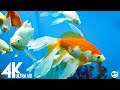 Aquarium 4K VIDEO (ULTRA HD) 🐠 Beautiful Coral Reef Fish - Relaxing Sleep Meditation Music