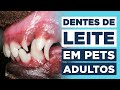 Persistência de Dentes de Leite? | Dentição Decídua de Cães e Gatos | VetFace