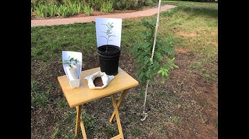 Growing Locust Trees From Seed
