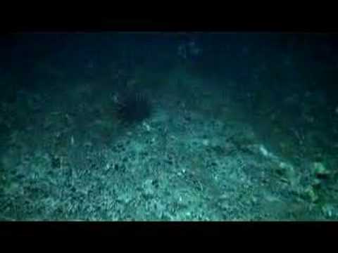 Censeam Macquarie Ridge Expedition Coml Org Youtube