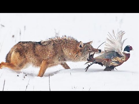 Erstaunliche Momente von Kojoten bei der Jagd in freier Wildbahn