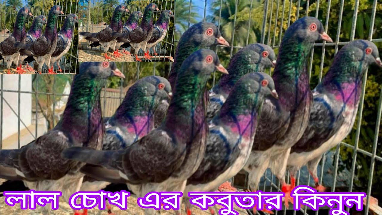 লাল চোখ এর কবুতার কিনুন গেরান্টি সহকারে টুনামেন্ট খেলুন টাইগার ডাবওয়ালা নীলদুব্মা টেডি কেটিএম ওমান  