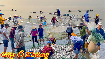 Hiếm Lắm Mới Kéo Lưới Gặp Ổ Cá Quá Khủng Thế Này║Đãi Vợ Bầu Món Bạch Tuộc Nhúng Nước Dừa.