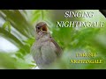 Пение Соловья - Восточный соловей / Singing Nightingale