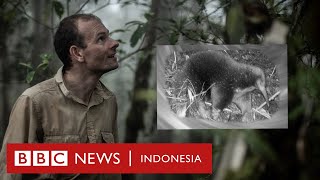 Hewan langka yang muncul kembali di hutan Papua setelah 62 tahun 'menghilang' - BBC News Indonesia