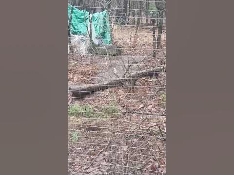Белая ласка - YouTube