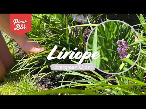 Video: Liriope Border Starostlivosť o trávu – Ako vypestovať Liriope Landscape Border