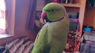 Happy Holi To All My Destech Family Talking Parrot Mitthuwa