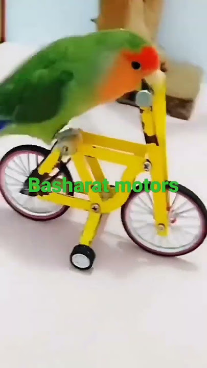 Mithun tote ka dance mithu Tota cycle chala raha hai funny video mithu Tota sale ke liye