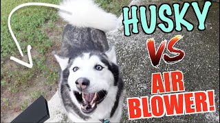 Siberian Husky vs. High-Powered Air Blower!!!