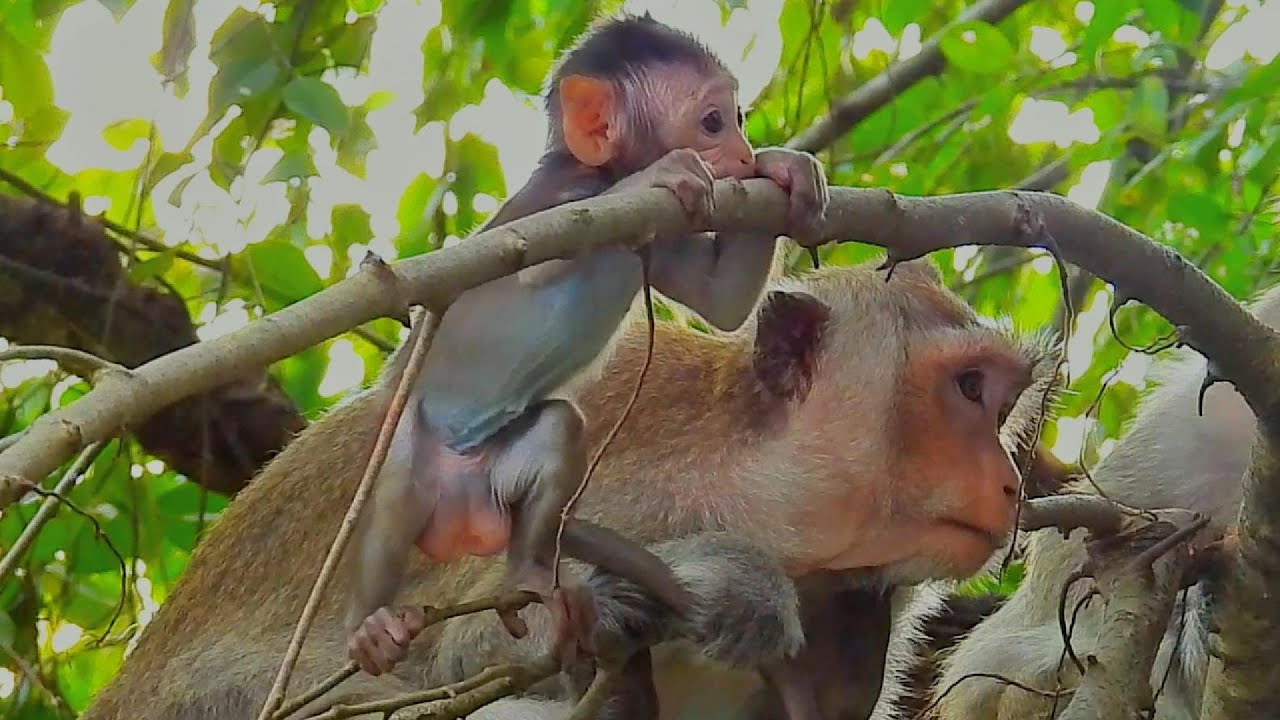 Jump up and down on the tree is a playful baby monkey job 😂 wildlife 