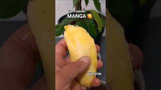 Como Plantar Manga do Caroço,  Fácil e Rápido #shorts