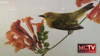 MCTV Newscast - 3/2/17