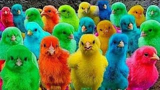 Catch Cute Chickens, Colorful Chickens, Rainbow Chickens, Rabbits, Ducks, Cute Animals #79🐤🐥🐠