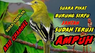 Suara pikat burung sirfu jantan//suara andalan Arif Channel//sangat ampuh