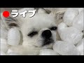 真夏のうみライブ！