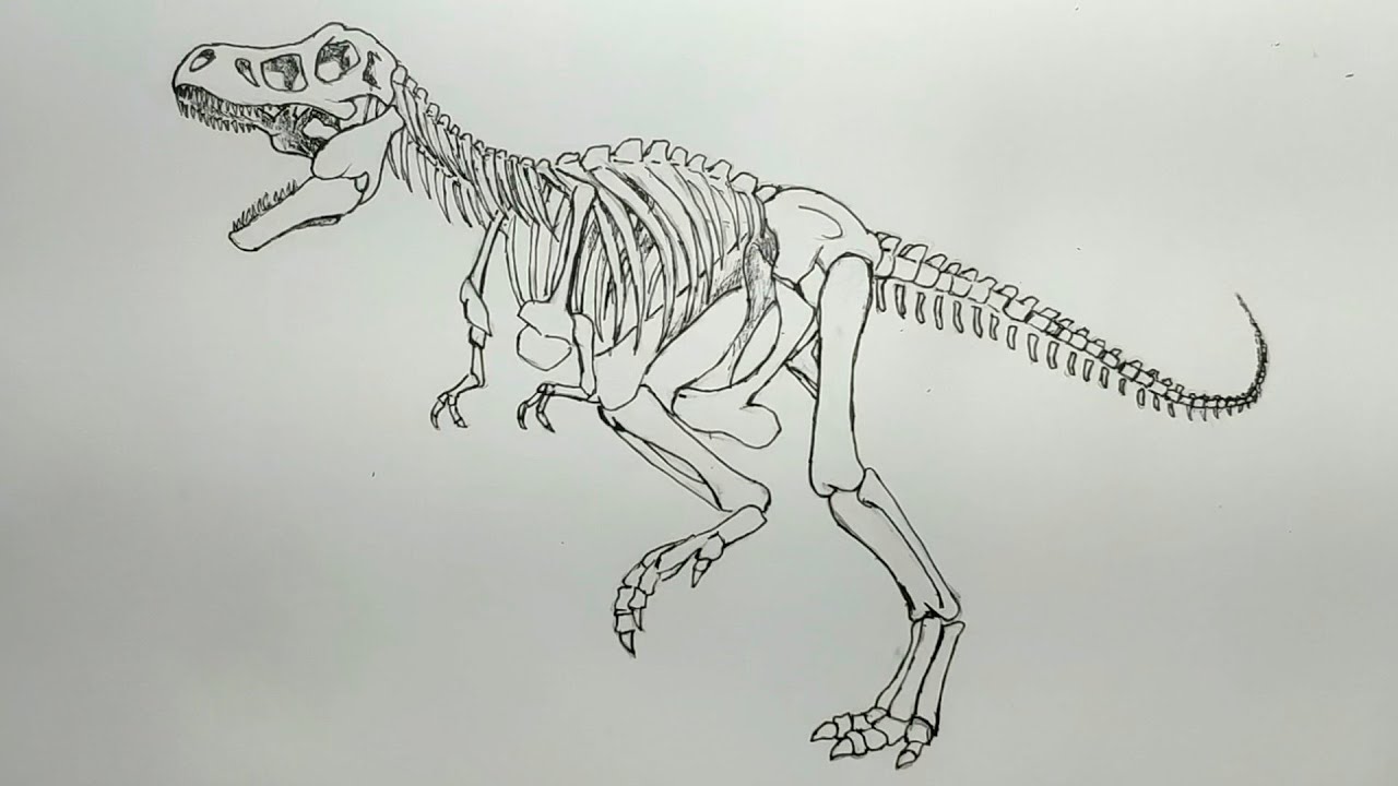 Como desenhar um esqueleto de dinossauro (T-Rex) - How to draw a