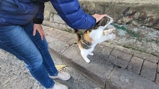 Cute calico cat is only hungry for love on the street