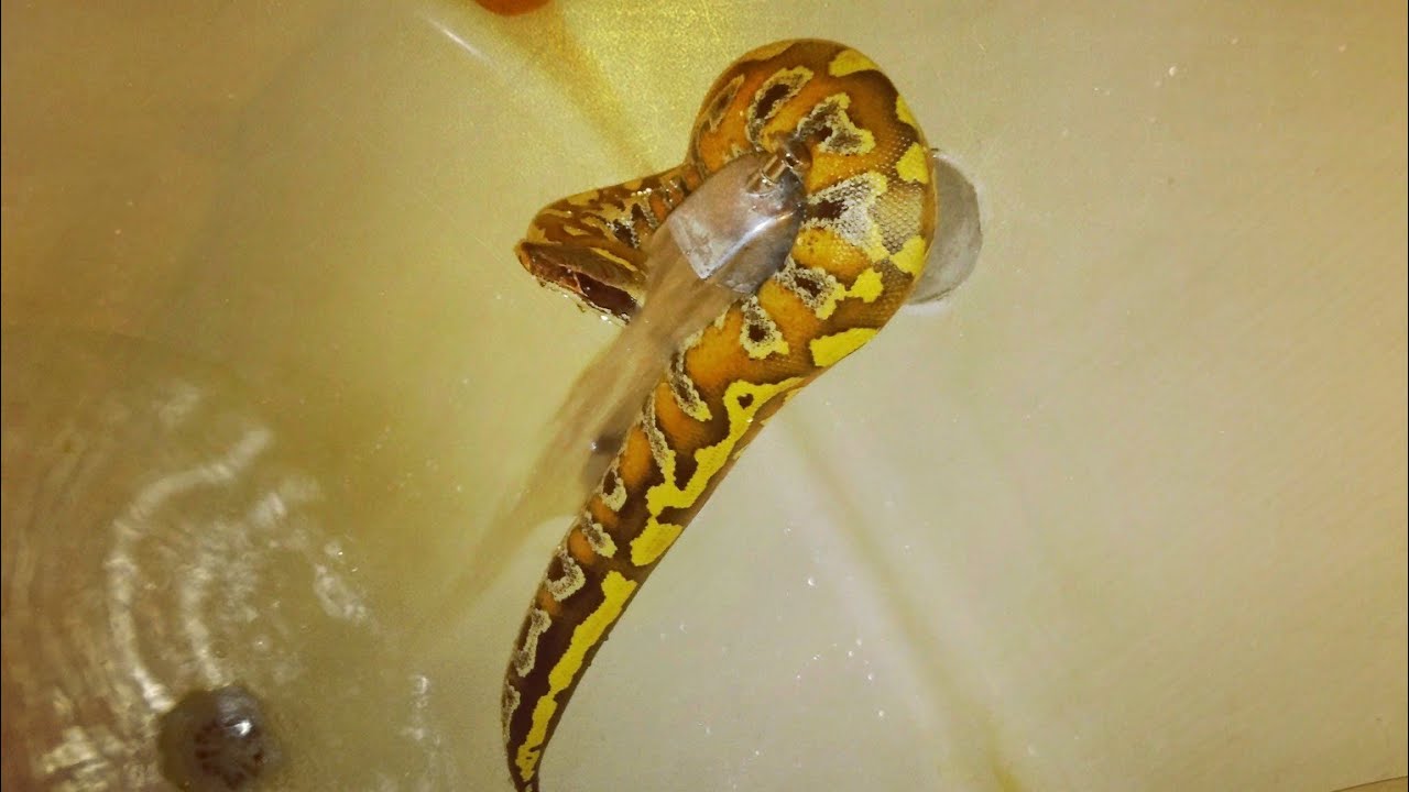 video phone beyonce mp3 Bloodpython handling