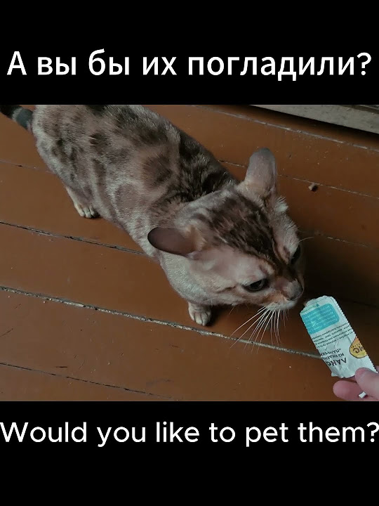 Как можно пройти мимо и не погладить их?/How can you pass by and not ...