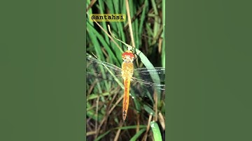 Chuồn chuồn ngô ngủ đêm 1779